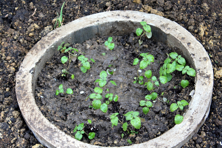 "Один раз в год сады цветут..."