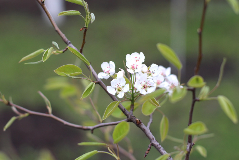 "Один раз в год сады цветут..."