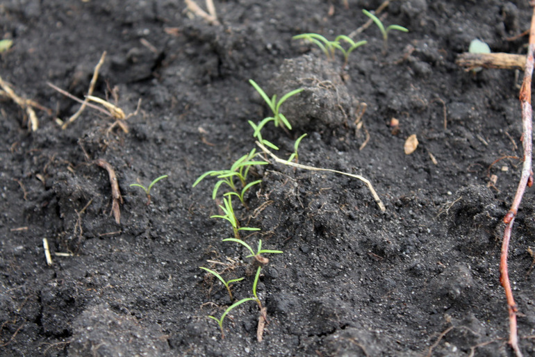 "Один раз в год сады цветут..."