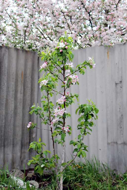 "Один раз в год сады цветут..."