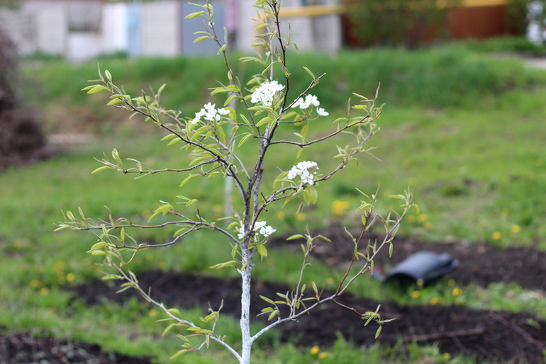 "Один раз в год сады цветут..."