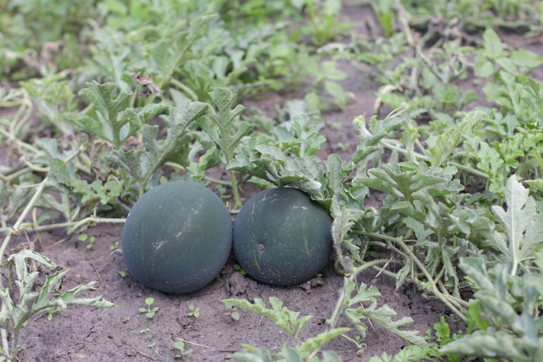Огородное и цветочное, начало июля