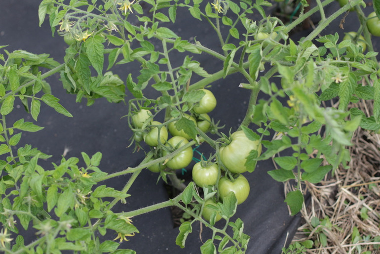 Огородное и цветочное, начало июля
