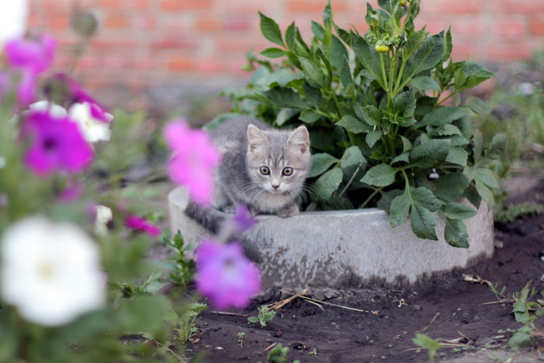 Огородное и цветочное, начало июля