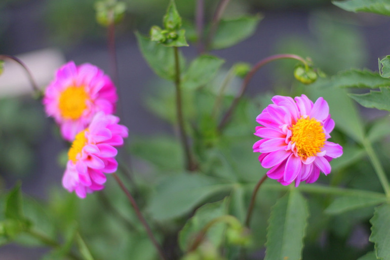 Огородное и цветочное, начало июля