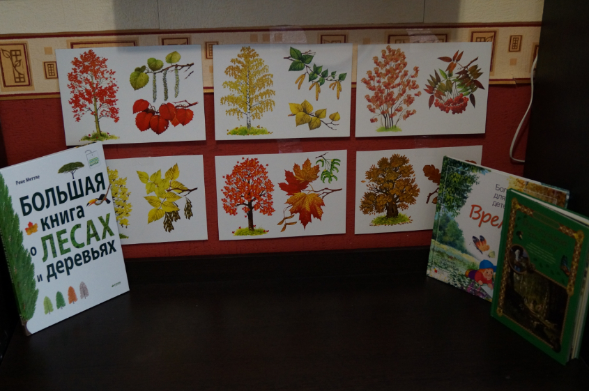 ТН Деревья. День 1. Лиственные деревья.