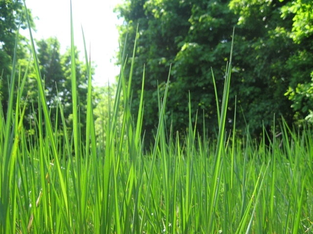 Житомирщина, Полесье