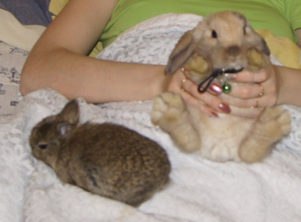 Наш плюшевый зайчик