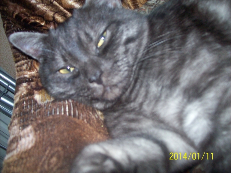 Любимая моя морда.