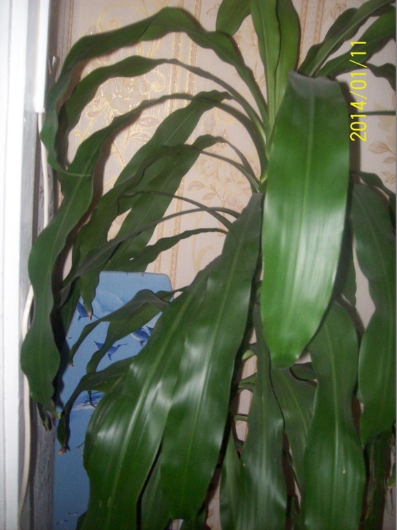 Покажу некоторых красавчиков.