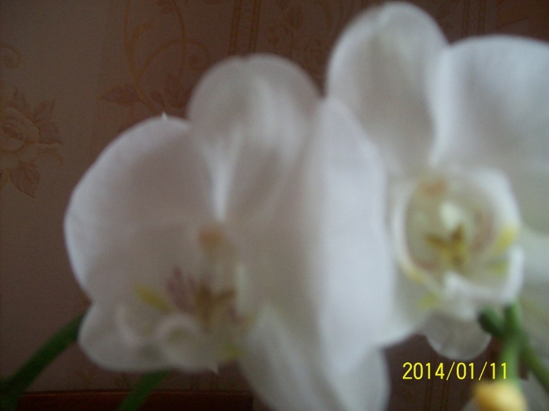 Мои красотки.