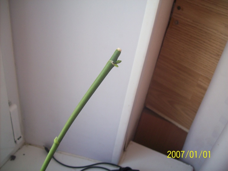 Старый цветонос