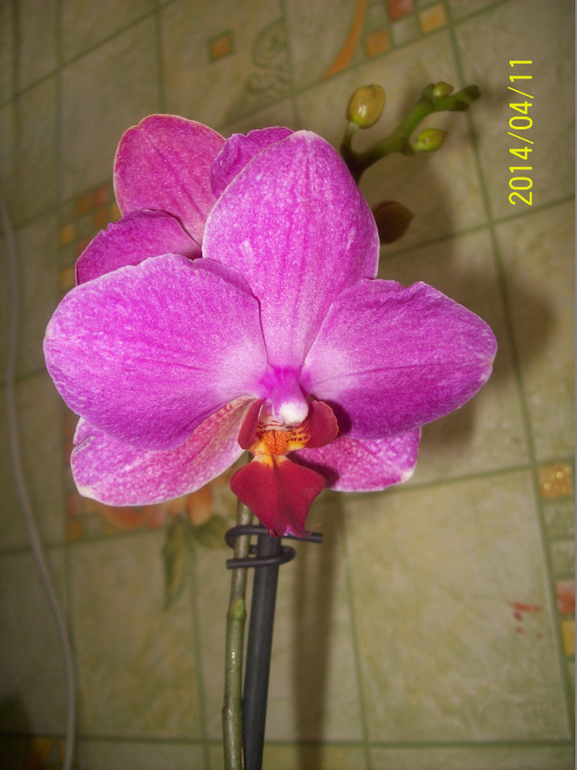 Зацвела орха уценочка.