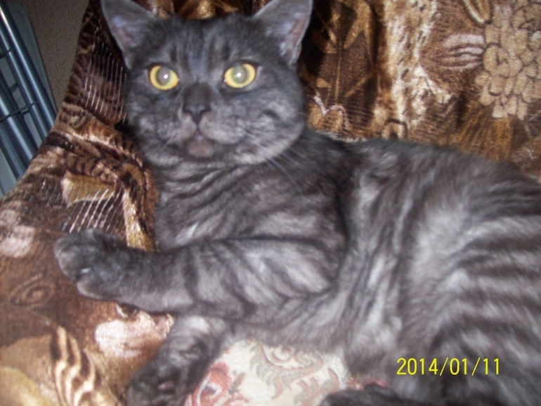 Любимая моя морда.