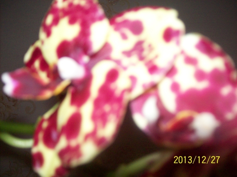 Покажу некоторых красавчиков.