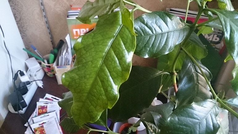 Хлороз? Как лечить?