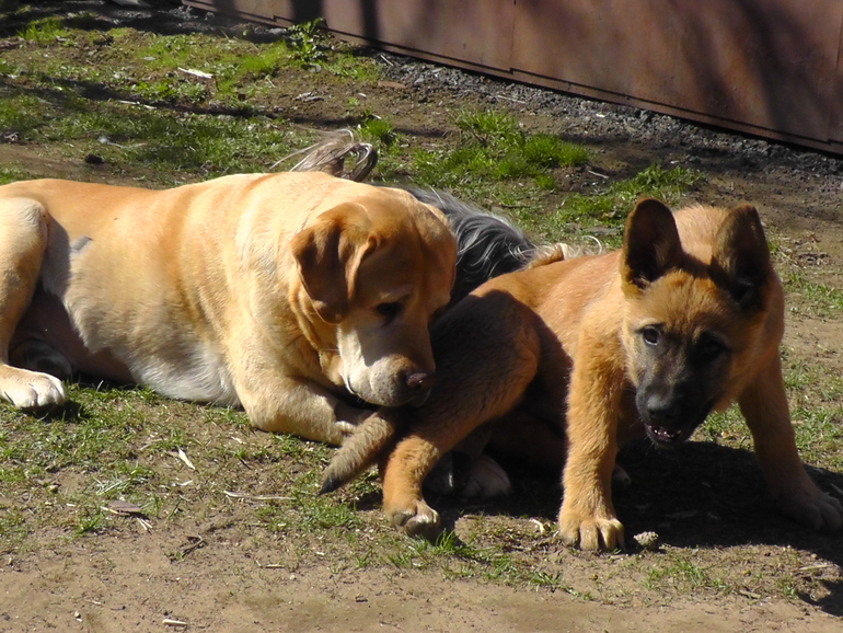 Угадай породу))