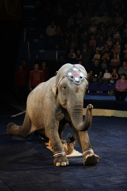 Елка , цирк огромных зверей в сокольниках