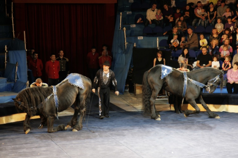 Елка , цирк огромных зверей в сокольниках