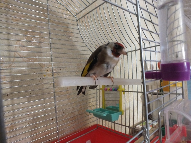 Спасибо за клетку для птички