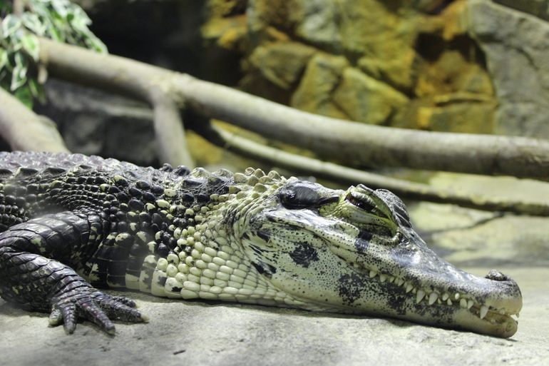 8 марта в ЗОО!