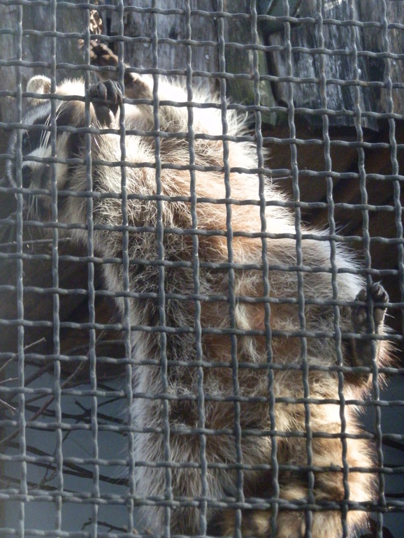 8 марта в ЗОО!