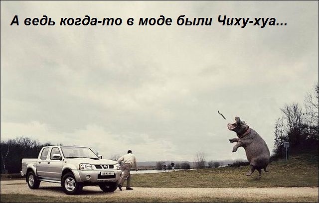 Породистое))