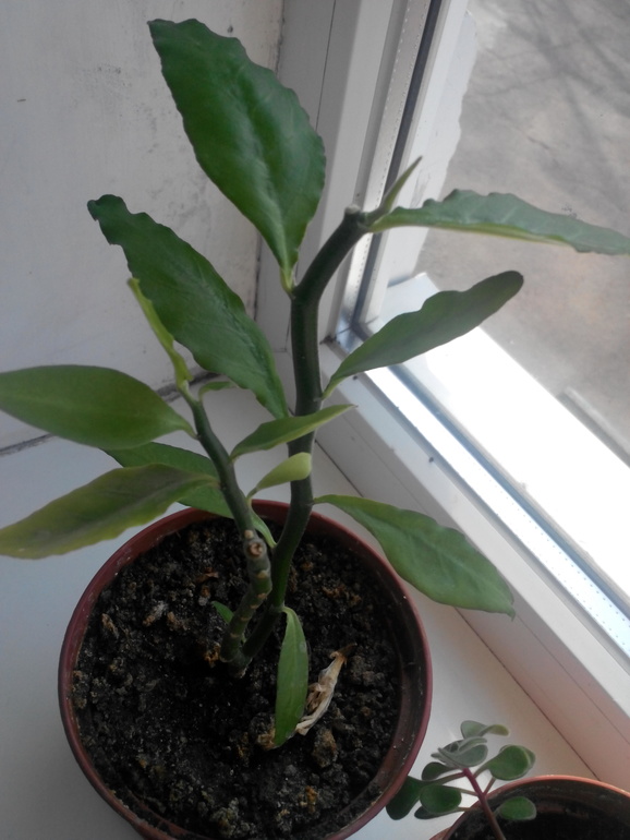 Помогите определить.