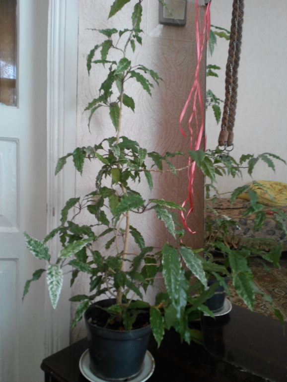 Гибискус. Диффенбахия. Есть вопросики!