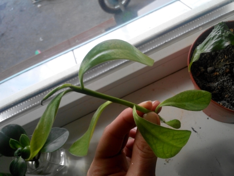 Помогите определить.