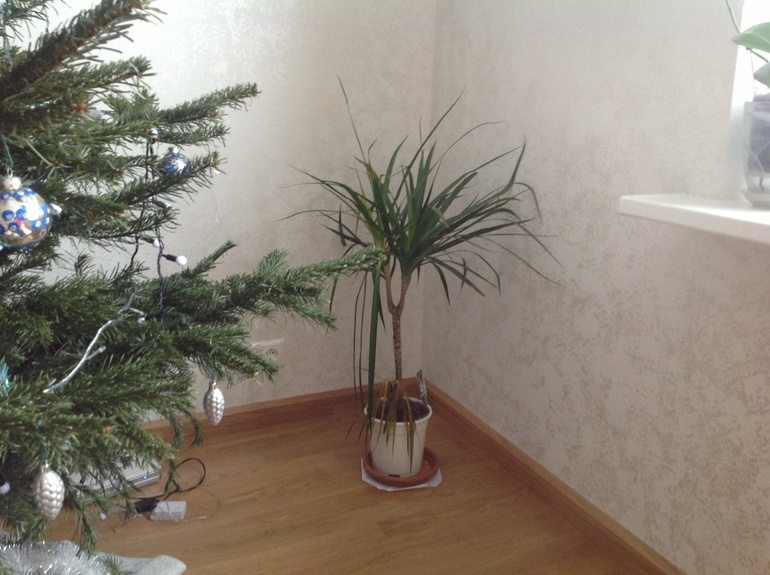 Драцена гибнет