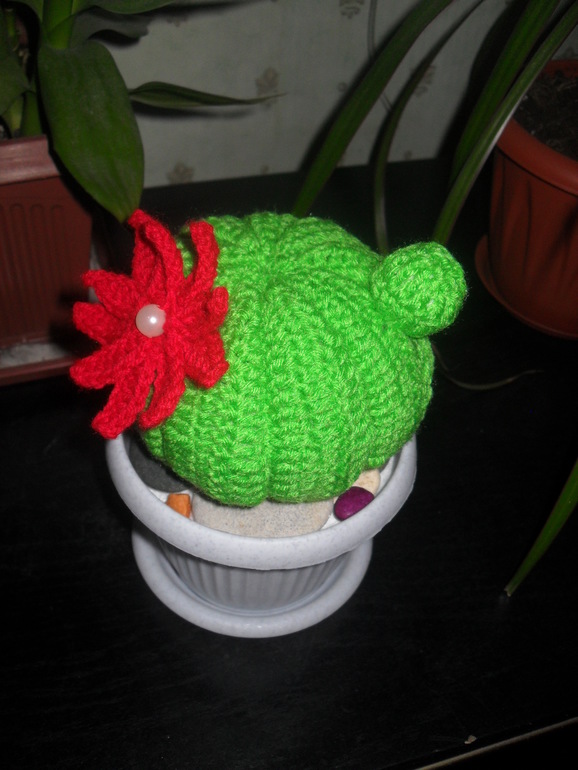 Кактус зацвел!!!