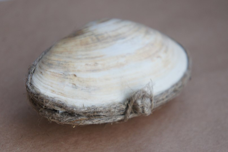 Быстрая упаковка!