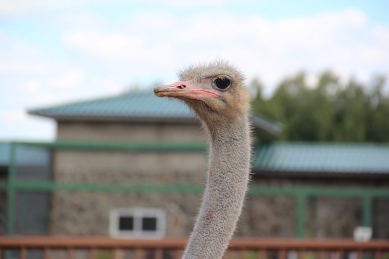 Экзотик парк. Поход с детьми строго ОБЯЗАТЕЛЕН!