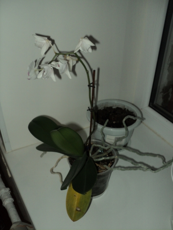орхидея поникла