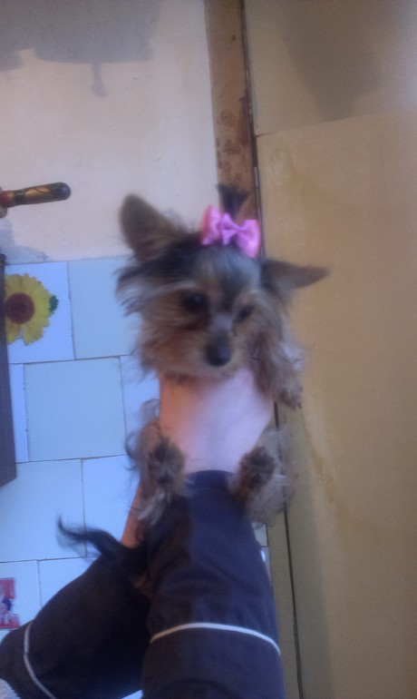 первый йорк на стрижку))