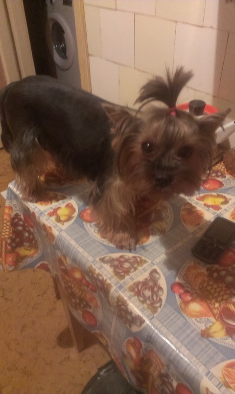 собака - воровака))