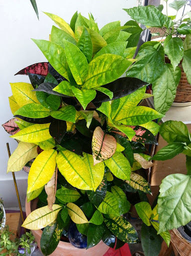 Радуют меня мои цветики!! спасибо им!! :)