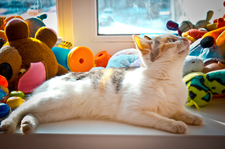 Мои рыжики и солнышко)