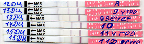 Тесты на овуляцию. Мои братья-близнецы(