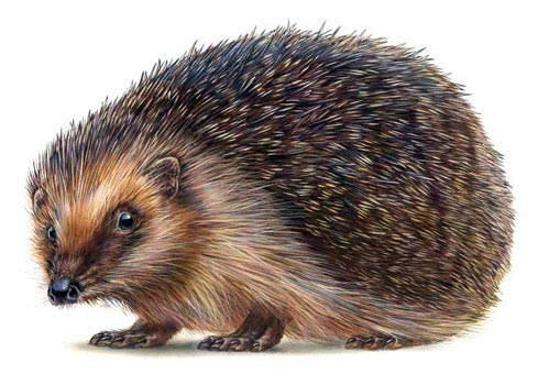 Стилистика наклеек в детскую