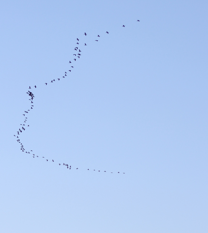 Птички Будапешта)