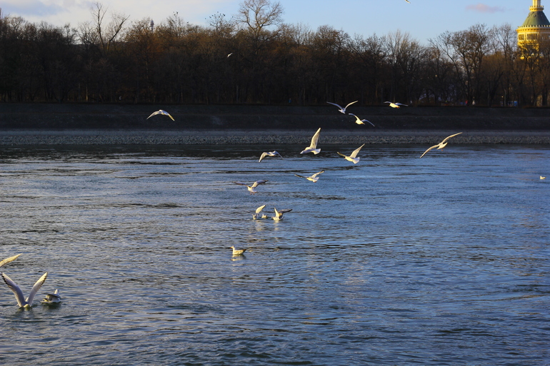 Птички Будапешта)