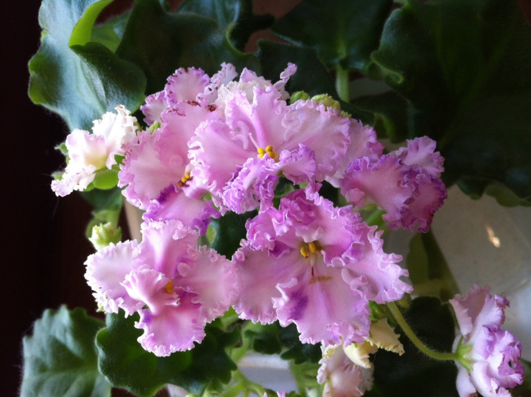 Пристраиваю фиалки.