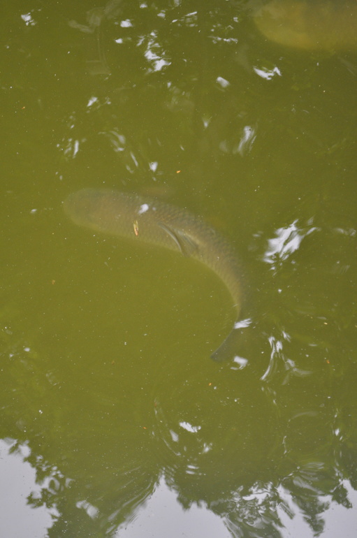 Гулялки по Германии