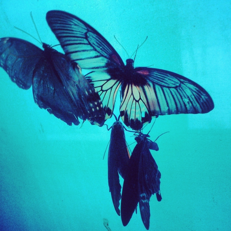 31 января: скульптуры изо льда, выставка бабочек, Балтийский цирк