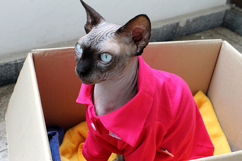 Одежда для сфинкса.