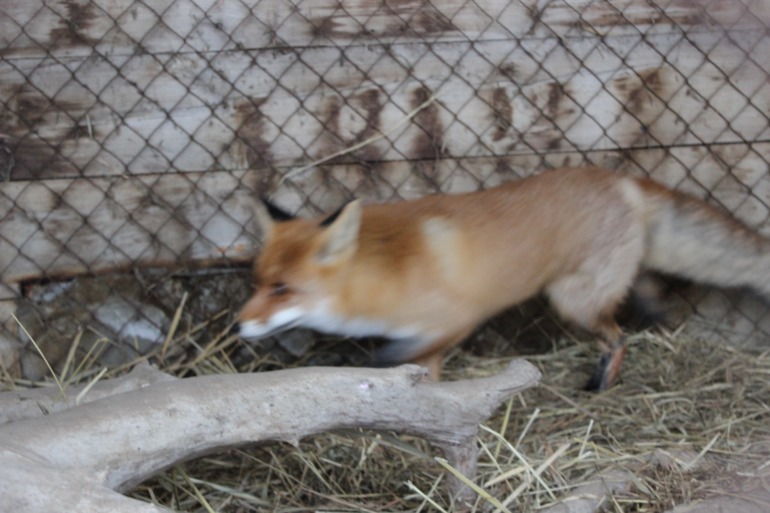 Поездка с классом в Дмитровку )  и школьная