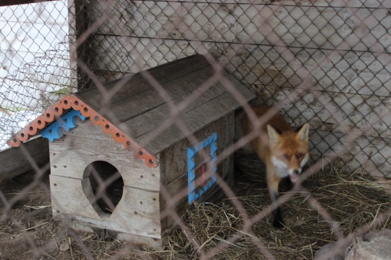 Поездка с классом в Дмитровку )  и школьная