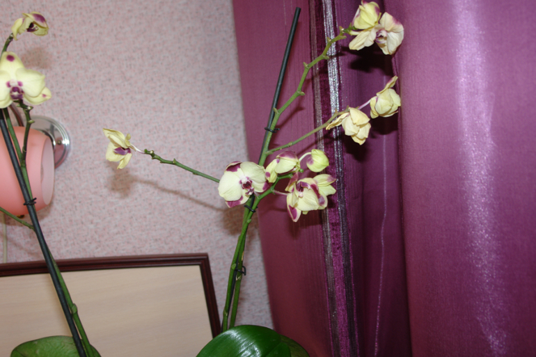 Чем болеет орхидея?
